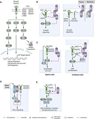 Frontiers | Cadherins and catenins in cancer: connecting cancer